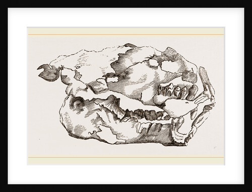Skull of Fossil by Anonymous