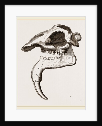 Skull of Dinotherium by Anonymous