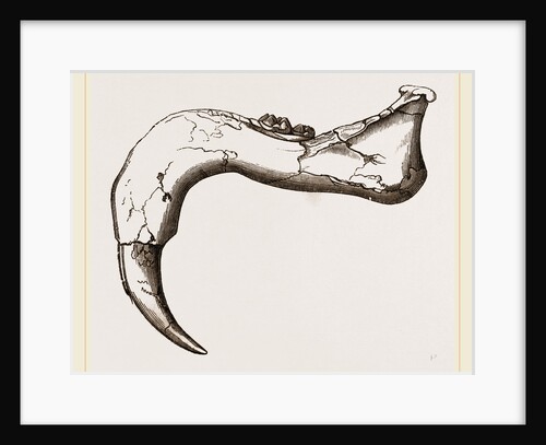 Lower-jaw of Dinotherium by Anonymous