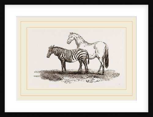 Zebra by Anonymous