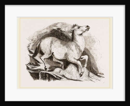 Mule by Anonymous