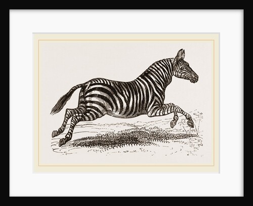 Zebra by Anonymous
