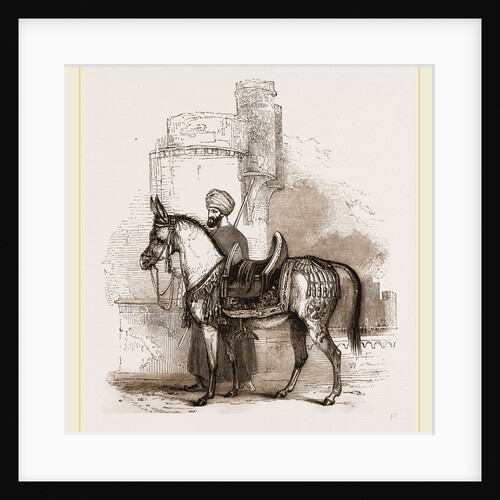 Mule by Anonymous