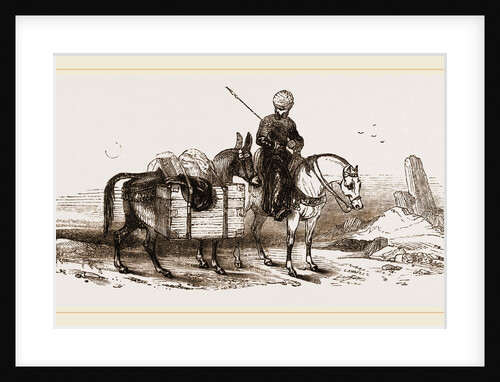 Mule by Anonymous