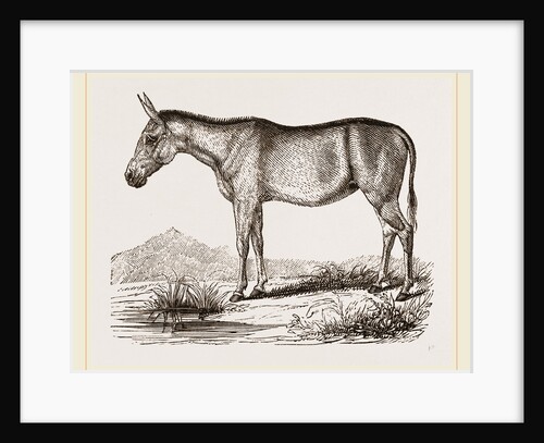 Mule by Anonymous