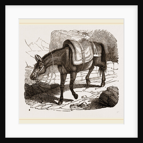 Mule by Anonymous