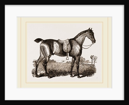 English hunter by Anonymous