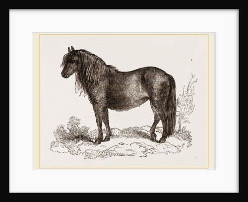 Welsh Pony by Anonymous