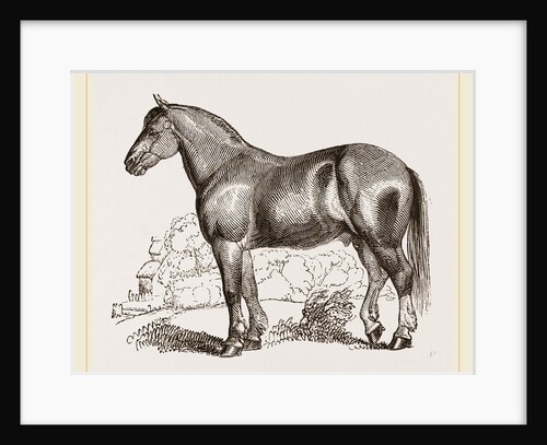 English cart Horse by Anonymous