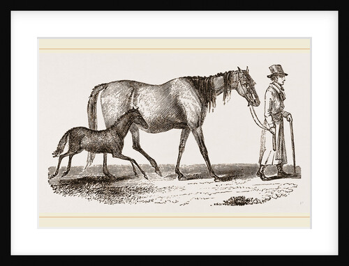 English cart Horse by Anonymous