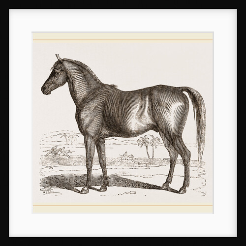 English cart Horse by Anonymous