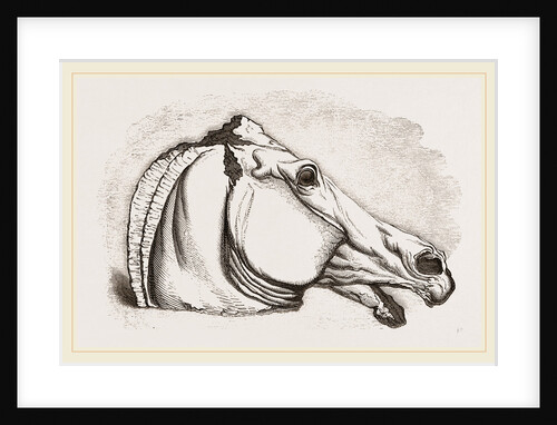 Horse's Head by Anonymous
