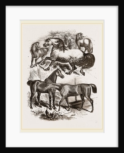 Group of Horses by Anonymous