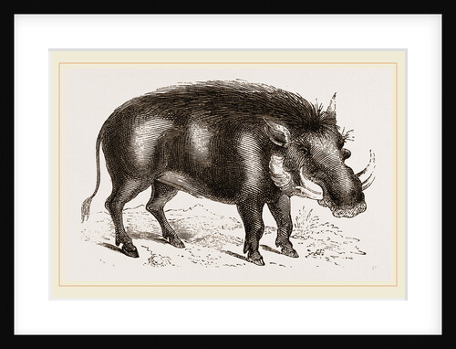 Abyssinian Phacochoere by Anonymous