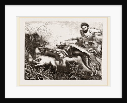 Grand Boar-hunt by Anonymous