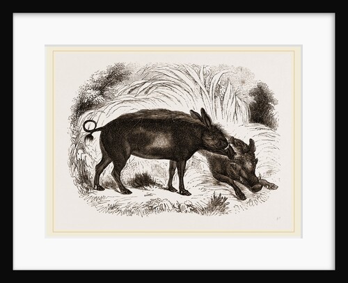 Abyssinian Phacochoere by Anonymous