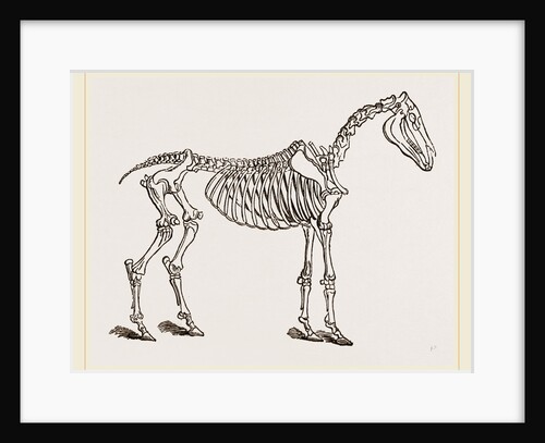 Skeleton of Horse by Anonymous