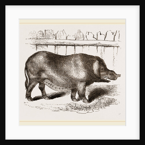 Domestic Hog by Anonymous