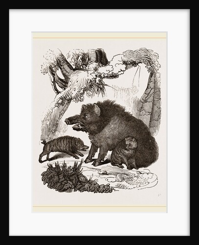 Female Wild Hog and Young by Anonymous