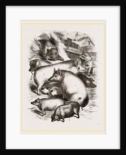 Group of Domestic Hogs by Anonymous