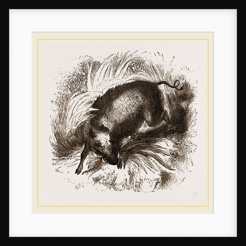 African Boar by Anonymous