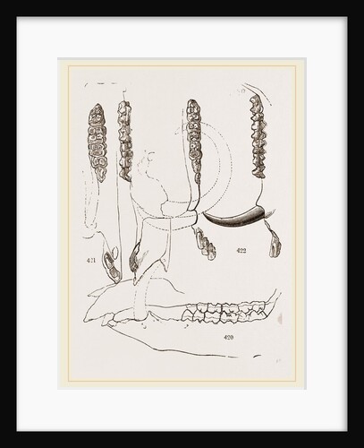 Teeth of Babiroussa by Anonymous