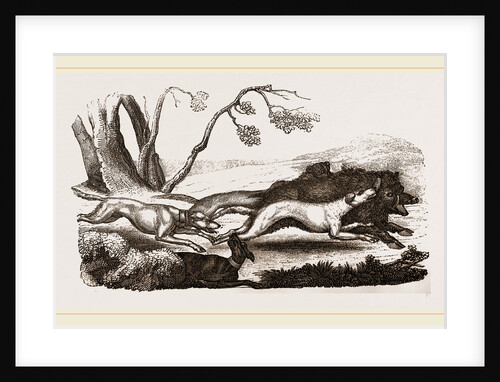 Boar-hunt by Anonymous