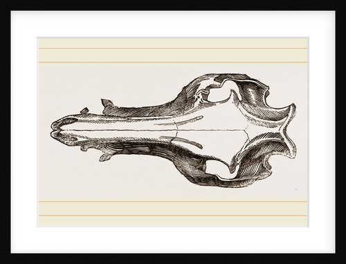 Skull of the Hog by Anonymous