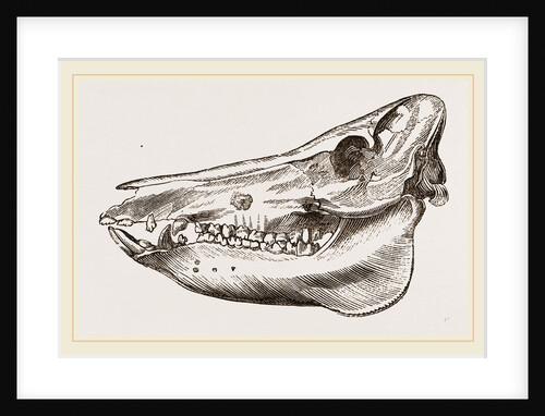 Skull of the Ilog by Anonymous