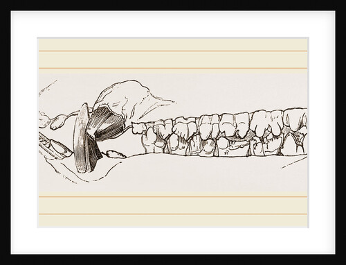 Teeth of the Hog by Anonymous