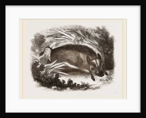 Wild Boar by Anonymous