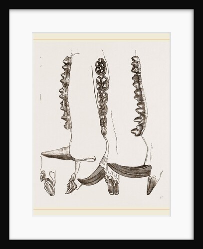 Teeth of Collared Peccary by Anonymous