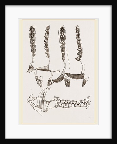 Teeth of Collared Peccary by Anonymous