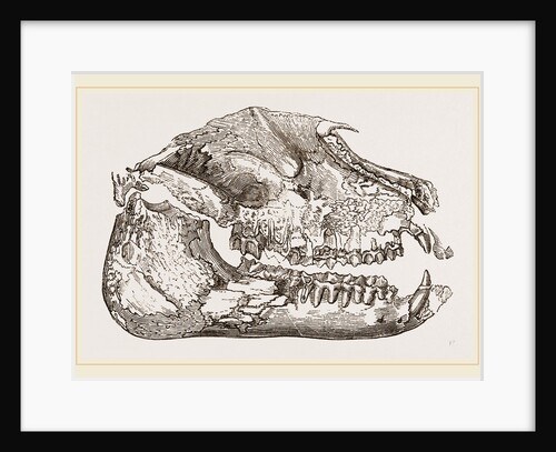 Skull of Palaeotherium magnum by Anonymous