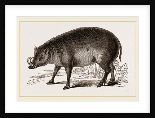 Babiroussa by Anonymous