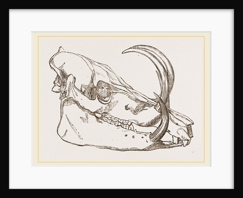 Skull o f Babiroussa by Anonymous