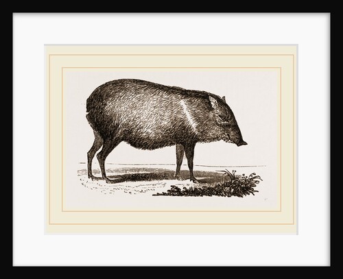 Collared Peccar by Anonymous