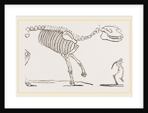 Skeleton of Palaeotherium magnum by Anonymous