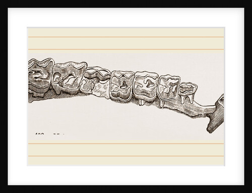 Molar teeth of upper jaw of Palaeotherium magnum by Anonymous