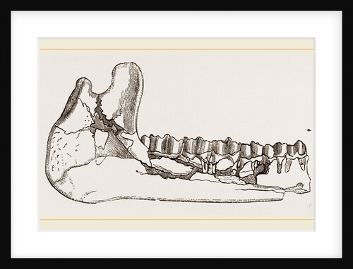 External view of part the lower jaw of Palaeotherium magnum by Anonymous