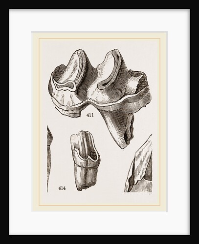 Teeth of Lophiodon by Anonymous