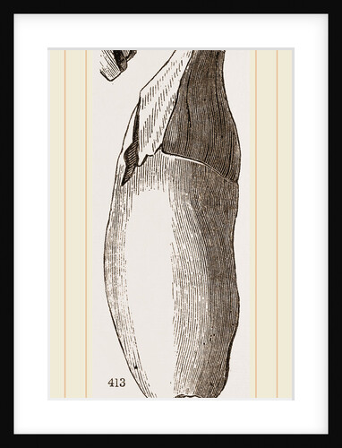 Teeth of Lophiodon by Anonymous