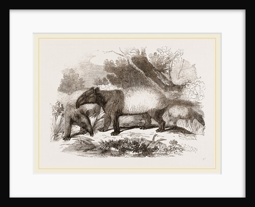 Indian or Malay Tapir by Anonymous