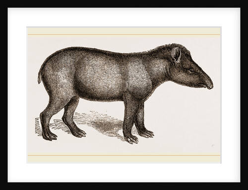 American Tapir by Anonymous