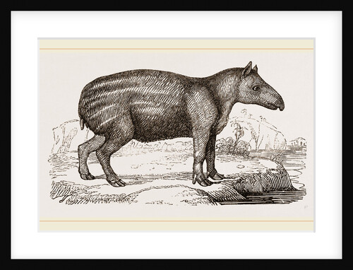 Young Tapir by Anonymous