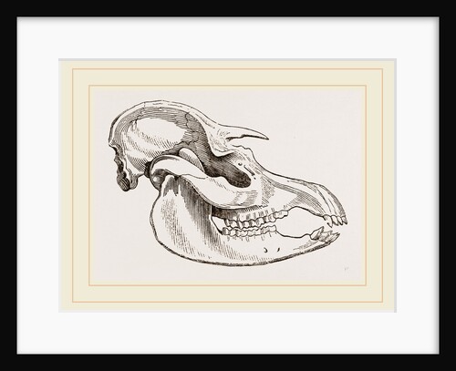 Skull of American Tapir by Anonymous