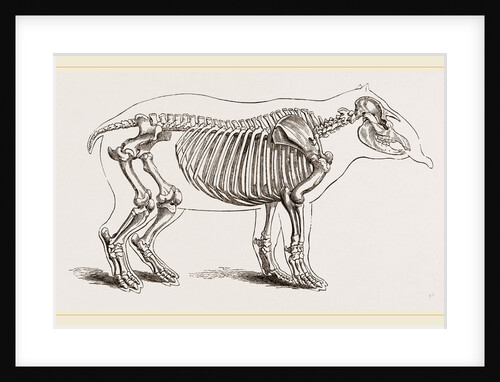 Skeleton of American Tapir by Anonymous