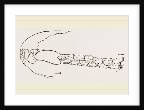 Teeth of Sumatran Tapir by Anonymous