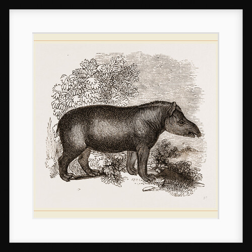 American Tapir by Anonymous