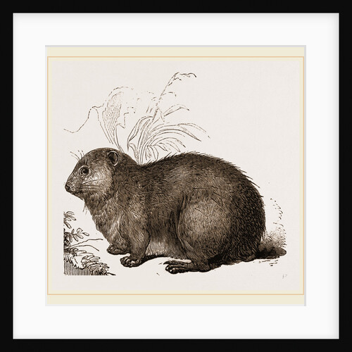 Hyrax by Anonymous